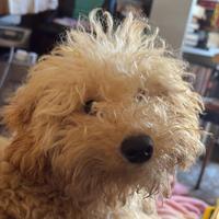 Barboncino età mesi 6 docile ed affettuoso