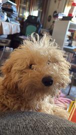 Barboncino età mesi 6 docile ed affettuoso