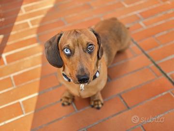 Maschio bassotto disponibile SOLO per monta
