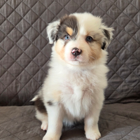 Pastore australiano australian shepherd