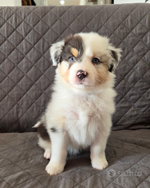 Pastore australiano australian shepherd