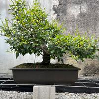 Bonsai Olmo