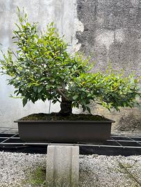 Bonsai Olmo