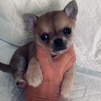 Disponibili cuccioli di chihuahua