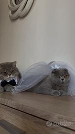 Gatti Scottish fold e straight