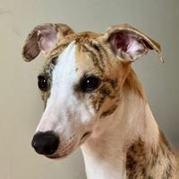 Whippet