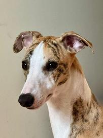 Whippet