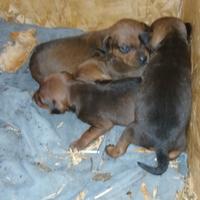Cuccioli di pinscher toy