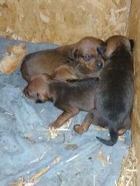 Cuccioli di pinscher toy