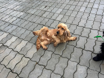 Cocker spaniel inglesi nati il 16 agosto 2024