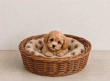 Maltipoo Mini Toy Bicolor disponibili subito