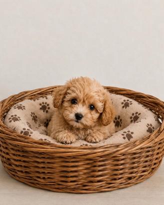 Maltipoo Mini Toy Bicolor disponibili subito
