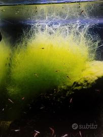 chaetomorpha salmastra 