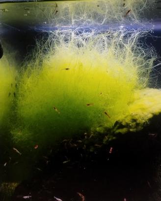 chaetomorpha salmastra 