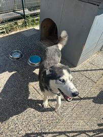 Husky