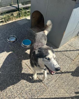 Husky