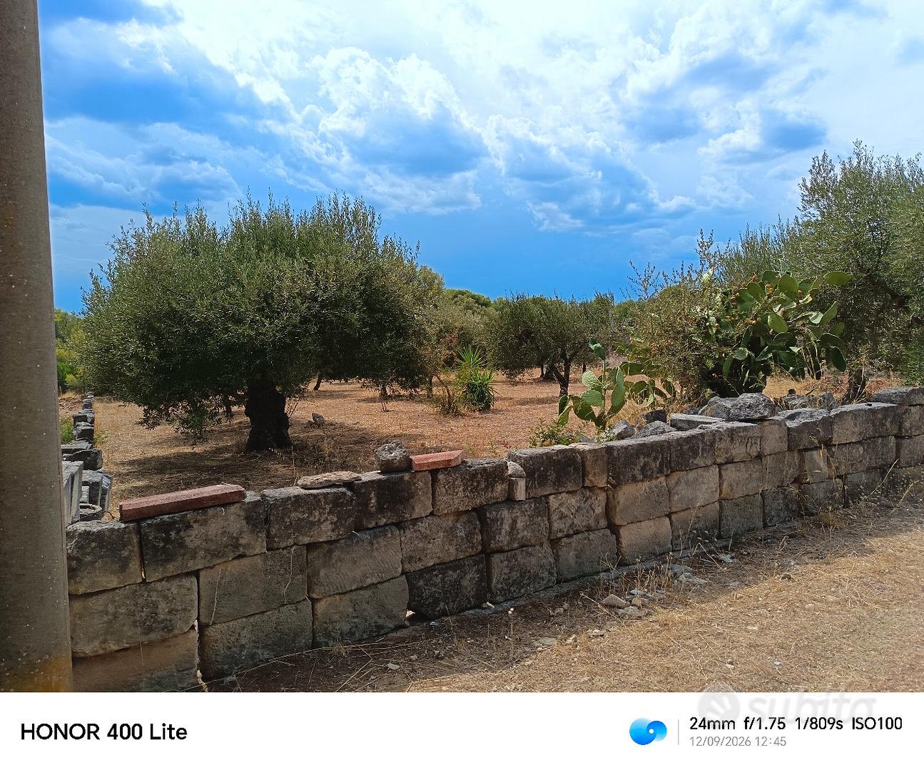 terreno con 25 alberi di ulivo - Altro