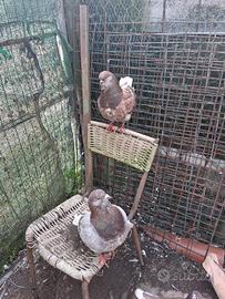 Colombi Treganini Inglesi