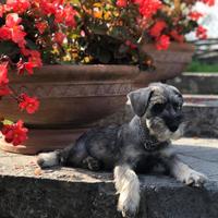 Schnauzer medio pepe e sale