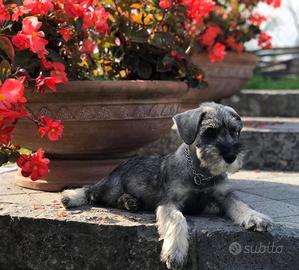 Schnauzer medio pepe e sale