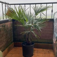 🌴 Trachycarpus fortunei – Palma della fortuna