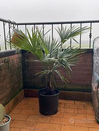 🌴 Trachycarpus fortunei – Palma della fortuna