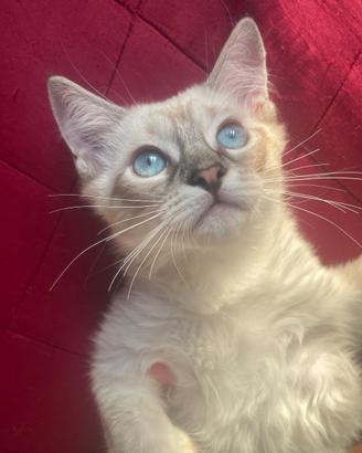 Gatti ragdoll
