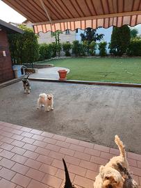 Julius schnauzer nano 