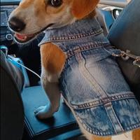 Cucciolata jack russel