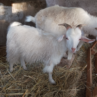 Vendita Capre d 'Angora