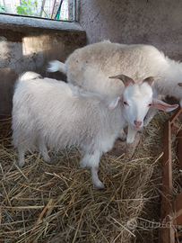 Vendita Capre d 'Angora