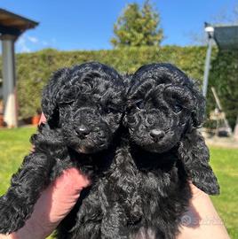 Barboncini toy cuccioli