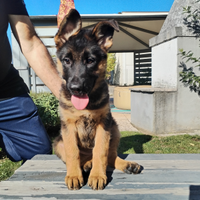 Cucciola di pastore tedesco pelo corto disponibie