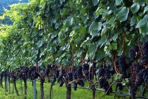 Vigneti di "ALTA LANGA" e . ma