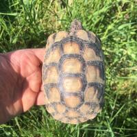 Tartarughe di terra sub adulti 2021
