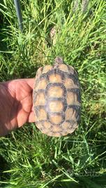 Tartarughe di terra sub adulti 2021