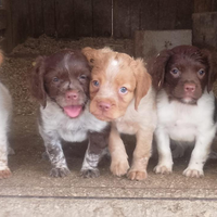 Cuccioli di Breton