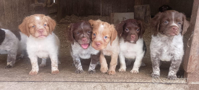 Cuccioli di Breton