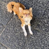 Chiwawa maschio da monta