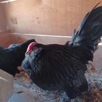 Gallo di barbuta d'aversa nano