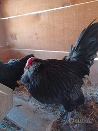 Gallo di barbuta d'aversa nano