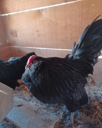 Gallo di barbuta d'aversa nano