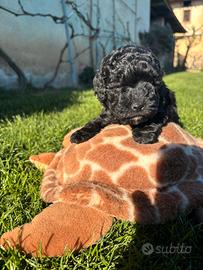 Barboncino total black