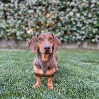 Bassotto Arlecchino disponibile per monta