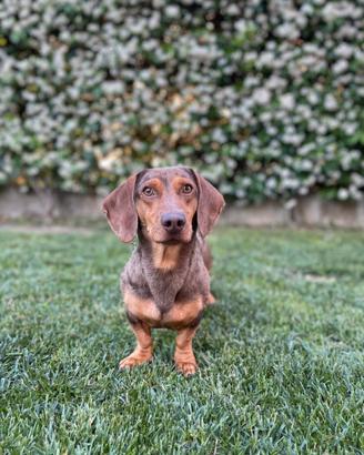 Bassotto Arlecchino disponibile per monta