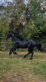 castrone murgese 