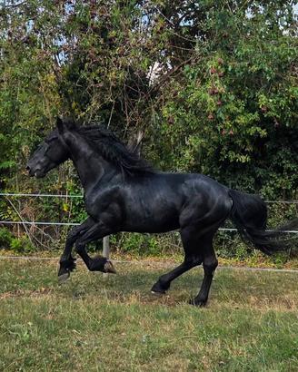 castrone murgese 