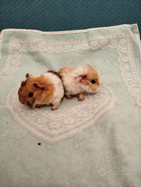 Caviettine appena nate