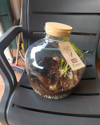 vaso terrarium per piante