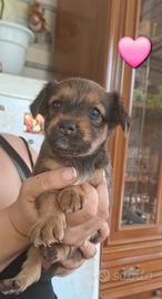Cuccioli meticci